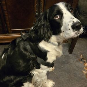 Dog No Pull Harness, Top Paw Black, Size Large